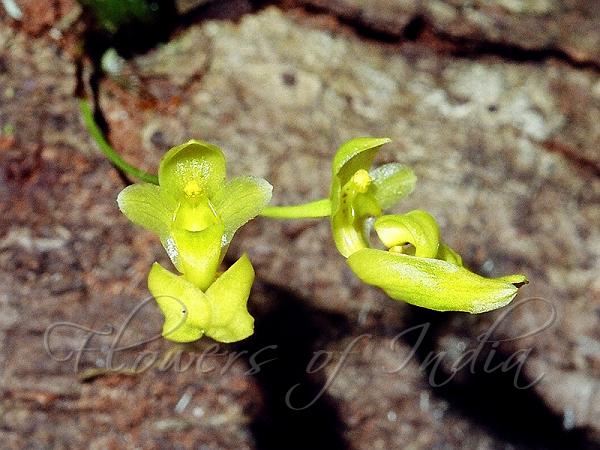 Golden Bulb-Leaf Orchid